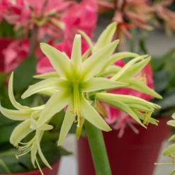 Front Page -UK Garden Plants Sales 2024 amaryllis evergreen 5 scaled
