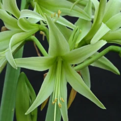 Amaryllis 'Evergreen' -UK Garden Plants Sales 2024 amaryllis evergreen 6