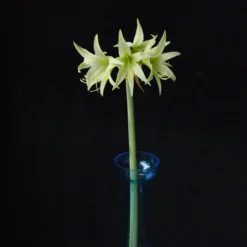 Amaryllis 'Evergreen' -UK Garden Plants Sales 2024 amaryllis evergreen 7 scaled