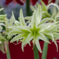 Amaryllis 'Evergreen' -UK Garden Plants Sales 2024 amaryllis evergreen 8