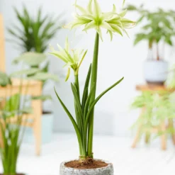 Amaryllis 'Evergreen' -UK Garden Plants Sales 2024 amaryllis evergreen 9
