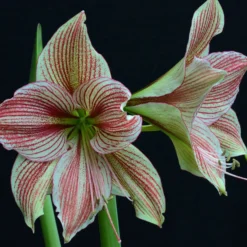 Amaryllis 'Exotic Star' -UK Garden Plants Sales 2024 amaryllis exotic star 1