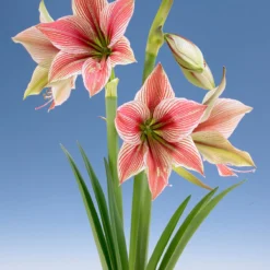 Amaryllis 'Exotic Star' -UK Garden Plants Sales 2024 amaryllis exotic star 10