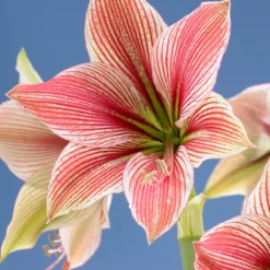 Amaryllis 'Exotic Star' -UK Garden Plants Sales 2024 amaryllis exotic star 11