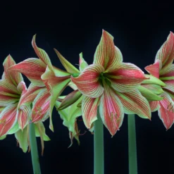 Amaryllis 'Exotic Star' -UK Garden Plants Sales 2024 amaryllis exotic star 2 scaled