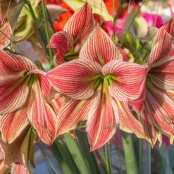 Amaryllis 'Exotic Star' -UK Garden Plants Sales 2024 amaryllis exotic star 3 scaled