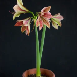 Amaryllis 'Exotic Star' -UK Garden Plants Sales 2024 amaryllis exotic star 4 scaled