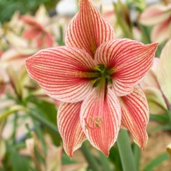 Front Page -UK Garden Plants Sales 2024 amaryllis exotic star 5 scaled