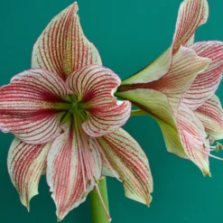 Amaryllis 'Exotic Star' -UK Garden Plants Sales 2024 amaryllis exotic star 6