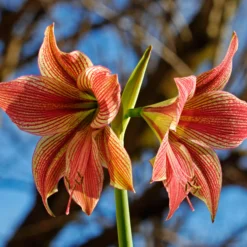 Amaryllis 'Exotic Star' -UK Garden Plants Sales 2024 amaryllis exotic star 7