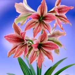 Amaryllis 'Exotic Star' -UK Garden Plants Sales 2024 amaryllis exotic star 8