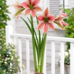 Amaryllis 'Exotic Star' -UK Garden Plants Sales 2024 amaryllis exotic star 9