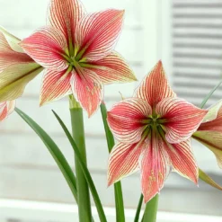 Amaryllis 'Exotic Star'