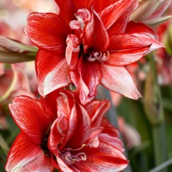 Front Page -UK Garden Plants Sales 2024 amaryllis flamed amadeus 0 scaled