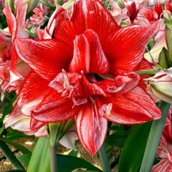 Amaryllis 'Flamed Amadeus' -UK Garden Plants Sales 2024 amaryllis flamed amadeus 00 scaled