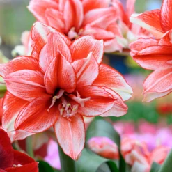 Amaryllis 'Flamed Amadeus' -UK Garden Plants Sales 2024 amaryllis flamed amadeus 1 scaled