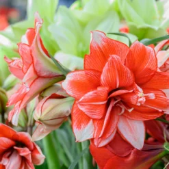 Amaryllis 'Flamed Amadeus' -UK Garden Plants Sales 2024 amaryllis flamed amadeus 2 scaled