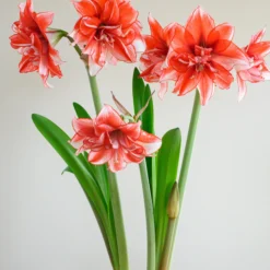 Amaryllis 'Flamed Amadeus' -UK Garden Plants Sales 2024 amaryllis flamed amadeus 3 scaled