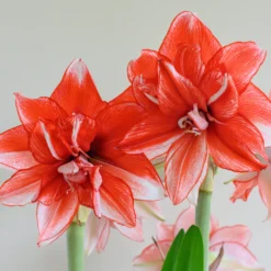Amaryllis 'Flamed Amadeus' -UK Garden Plants Sales 2024 amaryllis flamed amadeus 4 scaled
