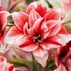 Amaryllis 'Flamed Amadeus' -UK Garden Plants Sales 2024 amaryllis flamed amadeus 5
