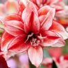 Amaryllis 'Flamed Amadeus' -UK Garden Plants Sales 2024 amaryllis flamed amadeus 6
