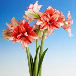 Amaryllis 'Flamed Amadeus' -UK Garden Plants Sales 2024 amaryllis flamed amadeus 8