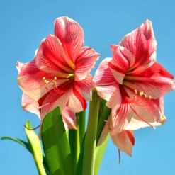 Amaryllis 'Gervase' -UK Garden Plants Sales 2024 amaryllis gervase 1 scaled