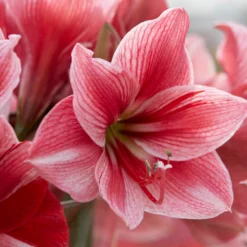 Amaryllis 'Gervase' -UK Garden Plants Sales 2024 amaryllis gervase 4