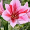 Amaryllis 'Gervase' -UK Garden Plants Sales 2024 amaryllis gervase 5