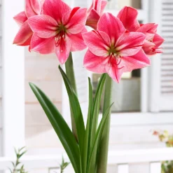 Amaryllis 'Gervase' -UK Garden Plants Sales 2024 amaryllis gervase 6