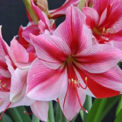 Amaryllis 'Gervase' -UK Garden Plants Sales 2024 amaryllis gervase 7