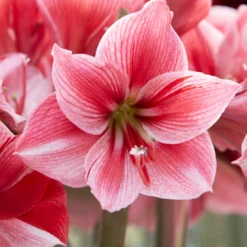 Front Page -UK Garden Plants Sales 2024 amaryllis gervase 8