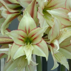 Front Page -UK Garden Plants Sales 2024 amaryllis green valley 1 scaled