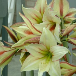 Amaryllis 'Green Valley' -UK Garden Plants Sales 2024 amaryllis green valley 2 scaled