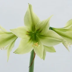 Amaryllis 'Green Valley' -UK Garden Plants Sales 2024 amaryllis green valley 3
