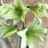 Amaryllis 'Green Valley' -UK Garden Plants Sales 2024 amaryllis green valley 4