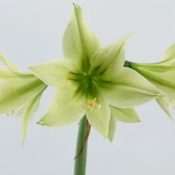 Amaryllis 'Green Valley' -UK Garden Plants Sales 2024 amaryllis green valley 5