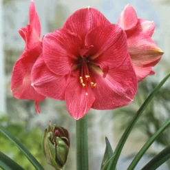 Amaryllis 'Hercules' 8 Amaryllis 'Hercules' -UK Garden Plants Sales 2024 amaryllis hercules 0 scaled