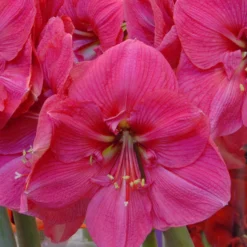 Amaryllis 'Hercules' 9 Amaryllis 'Hercules' -UK Garden Plants Sales 2024 amaryllis hercules 1