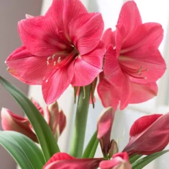Amaryllis 'Hercules'