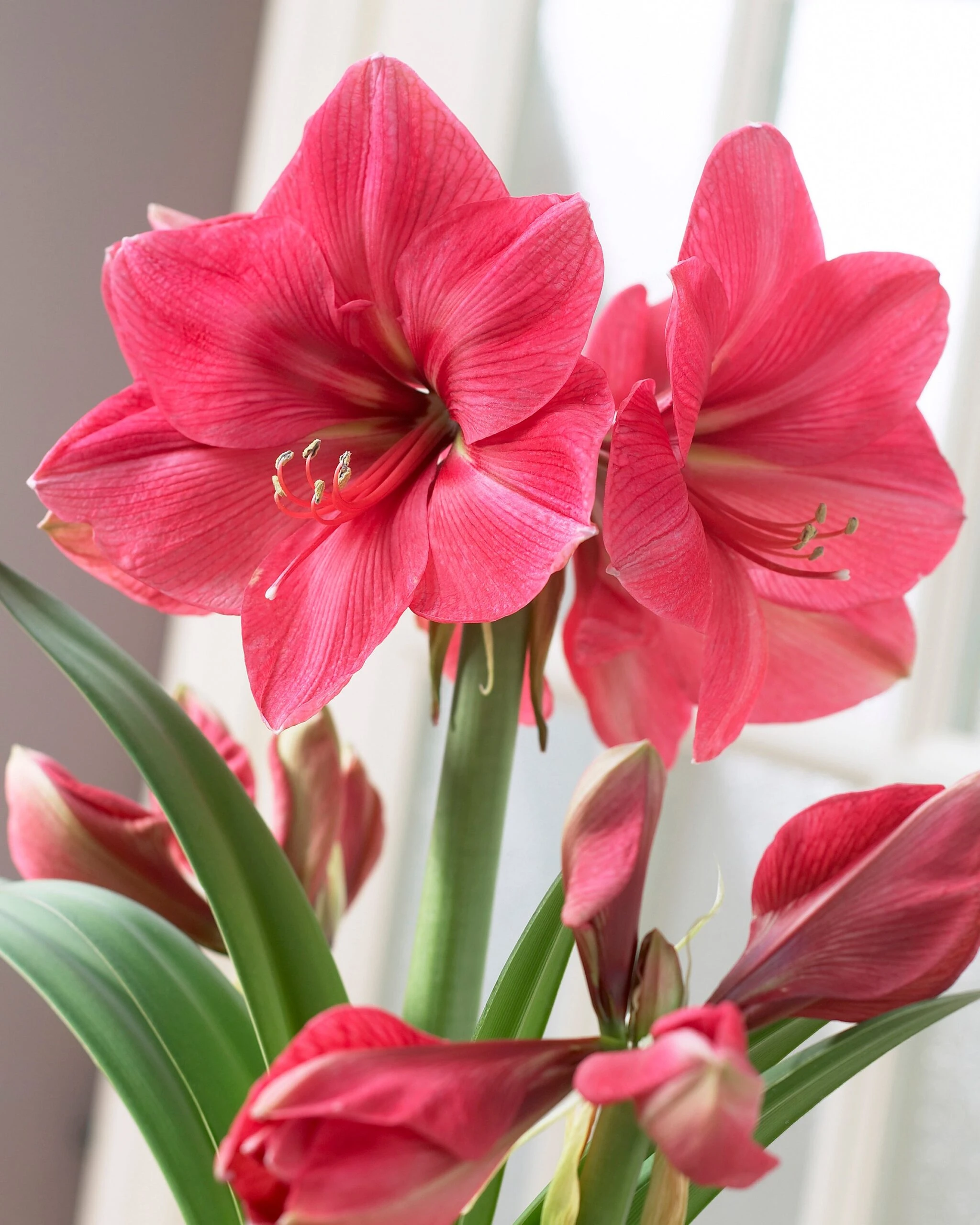 Amaryllis 'Hercules' 3 Amaryllis 'Hercules'