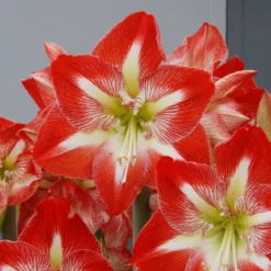 Amaryllis 'Minerva' -UK Garden Plants Sales 2024 amaryllis minerva 2