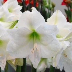 Amaryllis 'Mont Blanc' 9 Amaryllis 'Mont Blanc' -UK Garden Plants Sales 2024 amaryllis mont blanc 2