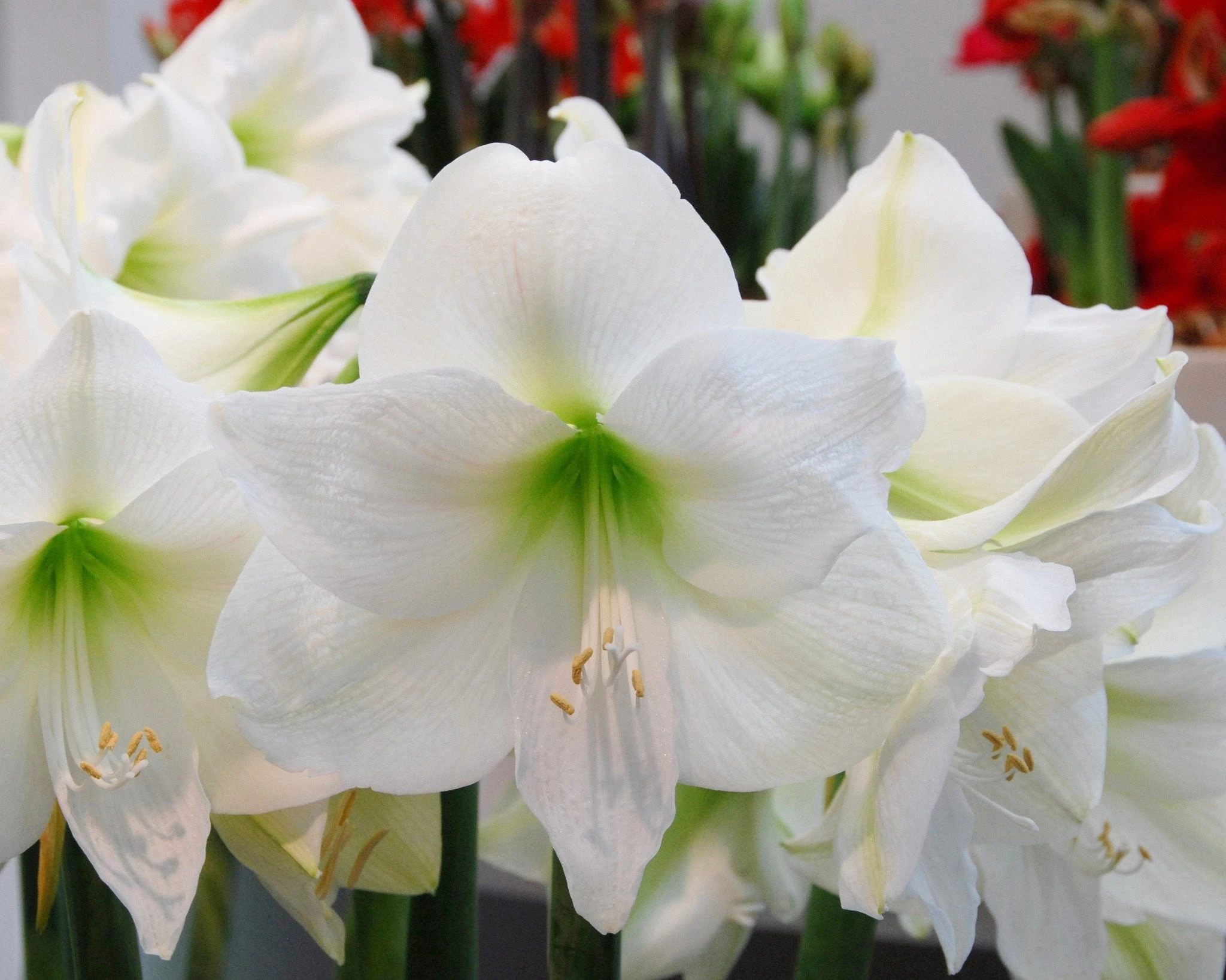 Amaryllis 'Mont Blanc' 5 Amaryllis 'Mont Blanc' - Image 3
