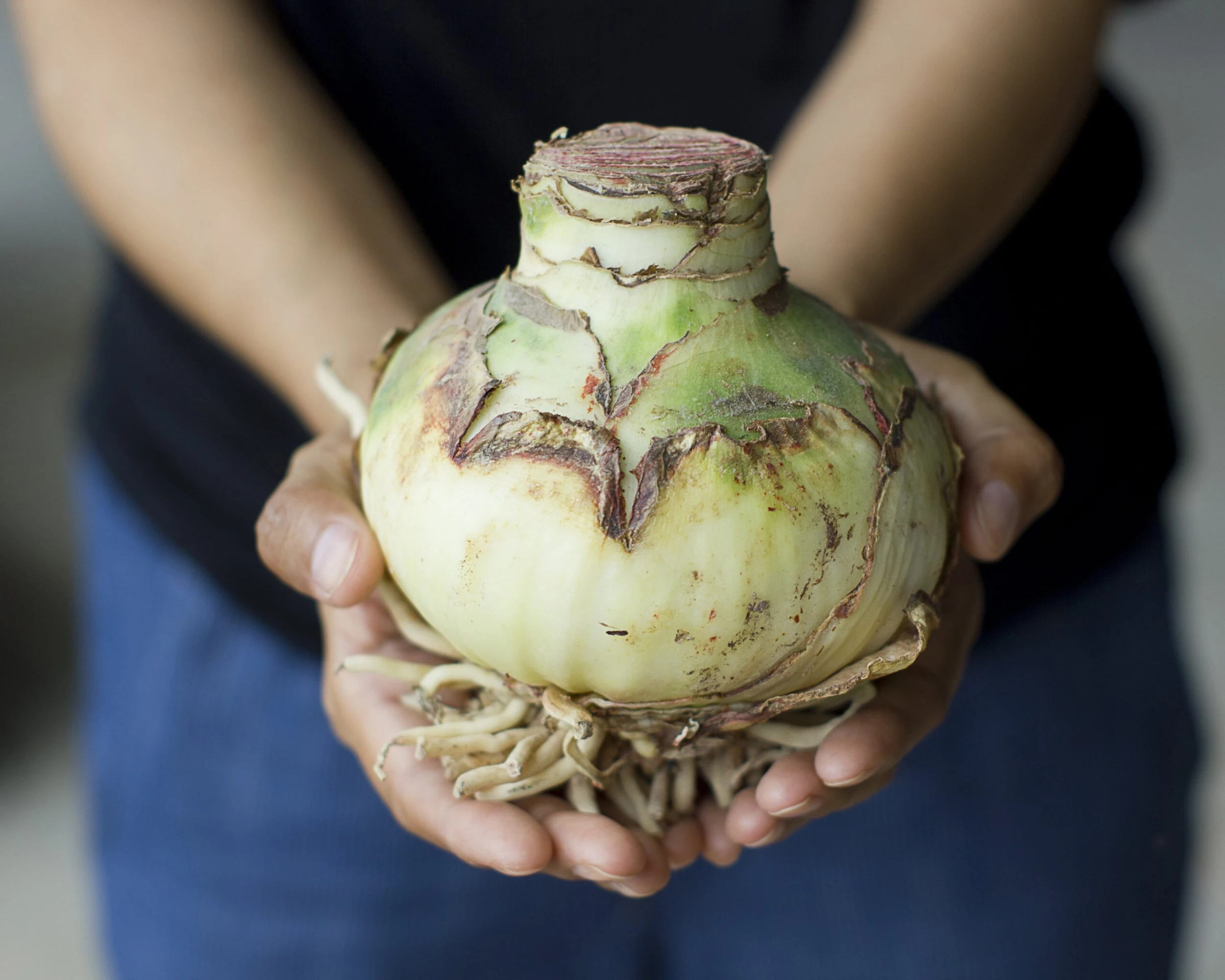 Amaryllis 'Mont Blanc' 7 Amaryllis 'Mont Blanc' - Image 5