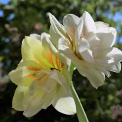 Amaryllis 'Nymph' -UK Garden Plants Sales 2024 amaryllis nymph 1 scaled