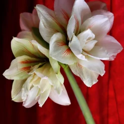 Amaryllis 'Nymph' -UK Garden Plants Sales 2024 amaryllis nymph 2