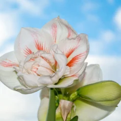 Amaryllis 'Nymph' -UK Garden Plants Sales 2024 amaryllis nymph 3 scaled