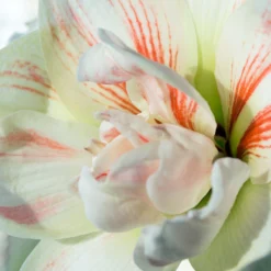 Amaryllis 'Nymph' -UK Garden Plants Sales 2024 amaryllis nymph 4