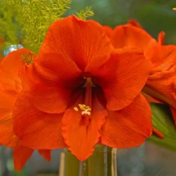 Amaryllis 'Orange Souvereign' -UK Garden Plants Sales 2024 amaryllis orange souvereign 2